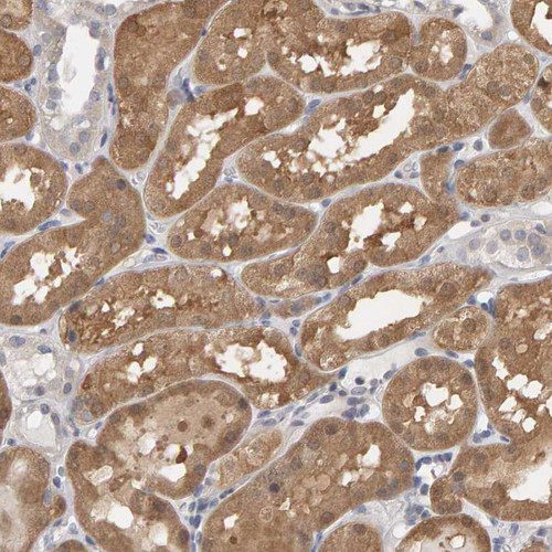 Immunohistochemical staining of human kidney shows strong nuclear and cytoplasmic positivity in cells in tubules.