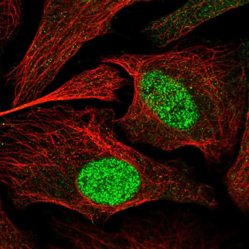 Immunofluorescent staining of human cell line U-2 OS shows localization to nucleoplasm.
