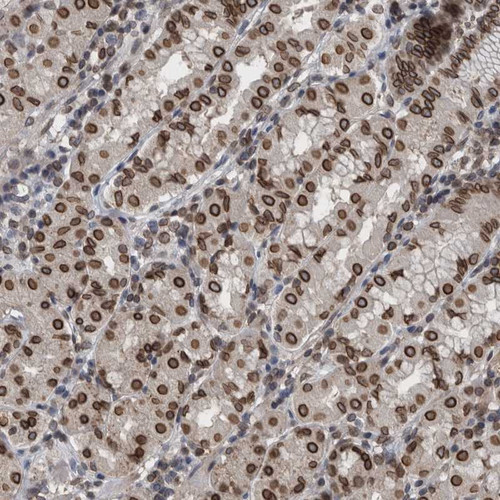 Immunohistochemical staining of human stomach shows strong nuclear membrane positivity in glandular cells.