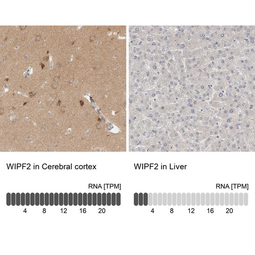 Immunohistochemistry analysis in human cerebral cortex and liver tissues using HPA024000 antibody. Corresponding WIPF2 RNA-seq data are presented for the same tissues.