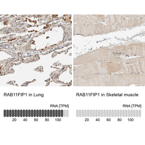Immunohistochemistry analysis in human lung and skeletal muscle tissues using Anti-RAB11FIP1 antibody. Corresponding RAB11FIP1 RNA-seq data are presented for the same tissues.