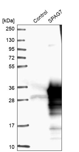 Western blot analysis in control (vector only transfected HEK293T lysate) and SPAG7 over-expression lysate (Co-expressed with a C-terminal myc-DDK tag (~3.1 kDa) in mammalian HEK293T cells, LY417676).