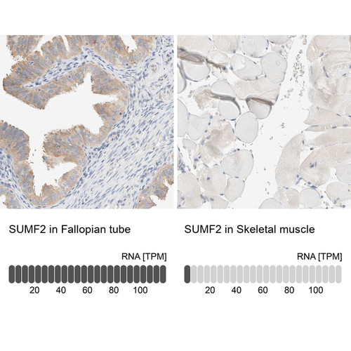 Immunohistochemistry analysis in human fallopian tube and skeletal muscle tissues using Anti-SUMF2 antibody. Corresponding SUMF2 RNA-seq data are presented for the same tissues.