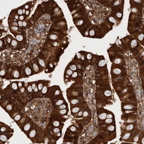 Immunohistochemical staining of human small intestine shows strong cytoplasmic positivity in glandular cells.