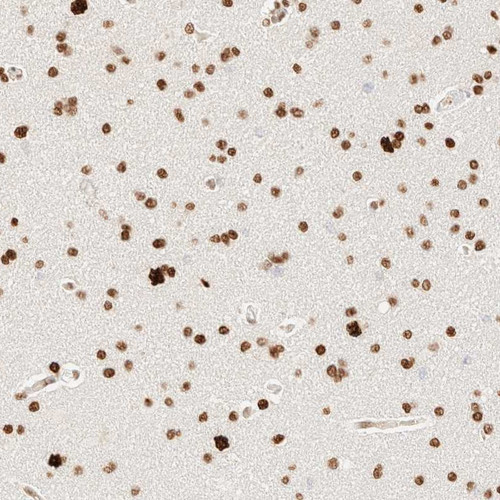 Immunohistochemical staining of human cerebral cortex shows strong nuclear positivity in most cells.