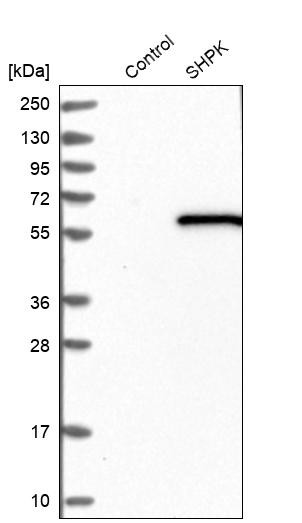 Western blot analysis in control (vector only transfected HEK293T lysate) and SHPK over-expression lysate (Co-expressed with a C-terminal myc-DDK tag (~3.1 kDa) in mammalian HEK293T cells, LY415695).