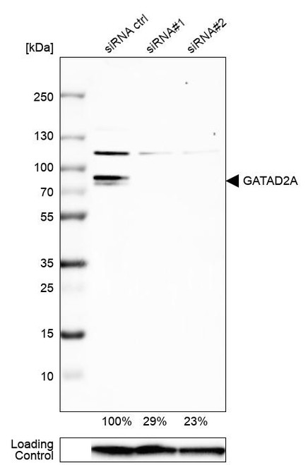 Western blot analysis in U-138MG cells transfected with control siRNA, target specific siRNA probe #1 and #2, using Anti-GATAD2A antibody. Remaining relative intensity is presented. Loading control: Anti-GAPDH.
