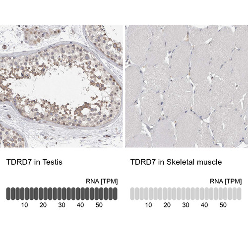 Immunohistochemistry analysis in human testis and skeletal muscle tissues using HPA024529 antibody. Corresponding TDRD7 RNA-seq data are presented for the same tissues.