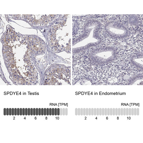 Immunohistochemistry analysis in human testis and endometrium tissues using Anti-SPDYE4 antibody. Corresponding SPDYE4 RNA-seq data are presented for the same tissues.