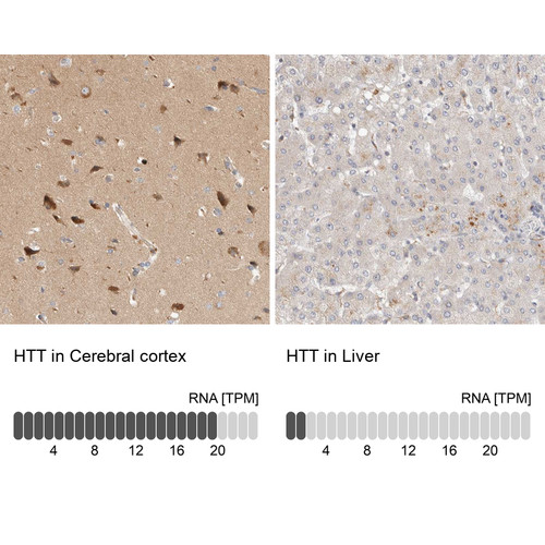 Immunohistochemistry analysis in human cerebral cortex and liver tissues using Anti-HTT antibody. Corresponding HTT RNA-seq data are presented for the same tissues.