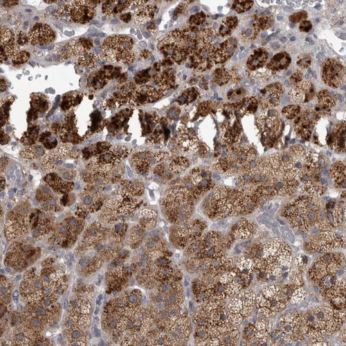 Immunohistochemical staining of human adrenal gland shows strong cytoplasmic positivity in  glandular cells.
