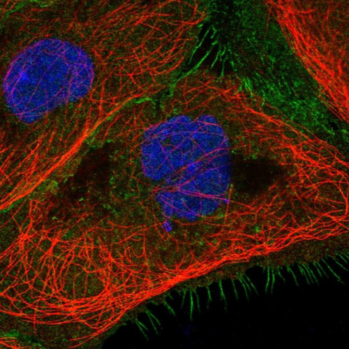 Immunofluorescent staining of human cell line A-431 shows localization to plasma membrane.