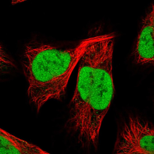 Immunofluorescent staining of human cell line U-2 OS shows localization to nucleoplasm.
