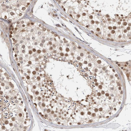Immunohistochemical staining of human testis shows distinct nuclear positivity in seminiferous duct cells.