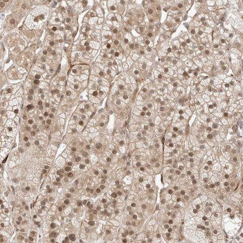 Immunohistochemical staining of human adrenal gland shows strong nuclear and cytoplasmic positivity in glandular cells.
