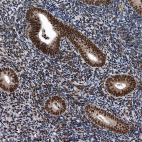 Immunohistochemical staining of human endometrium shows strong nuclear positivity in glandular cells.