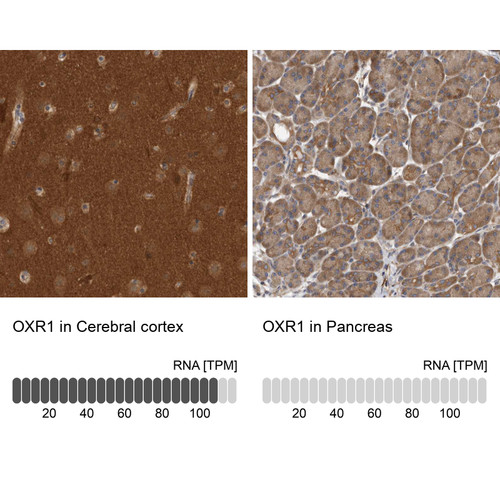 Immunohistochemistry analysis in human cerebral cortex and pancreas tissues using HPA027375 antibody. Corresponding OXR1 RNA-seq data are presented for the same tissues.