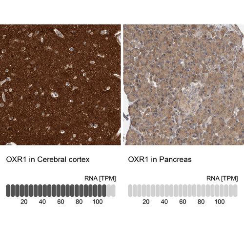 Immunohistochemistry analysis in human cerebral cortex and pancreas tissues using HPA027380 antibody. Corresponding OXR1 RNA-seq data are presented for the same tissues.