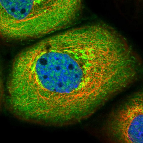 Immunofluorescent staining of human cell line A-431 shows localization to plasma membrane, cytosol & the Golgi apparatus.