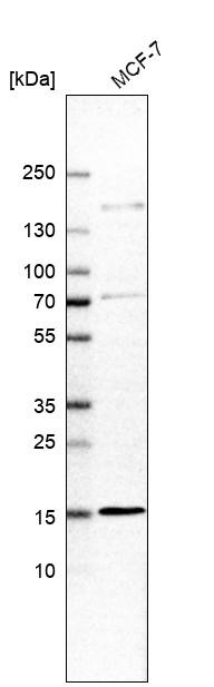 Western blot analysis in human cell line MCF-7.