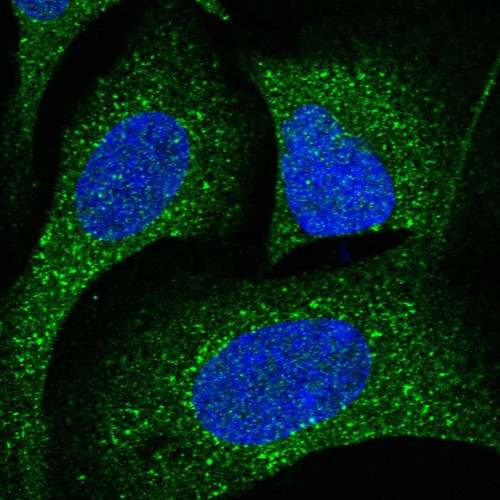 Immunofluorescent staining of human cell line U-2 OS shows localization to cytosol. Immunofluorescent staining of human cell line U-2 OS shows localization to cytosol.