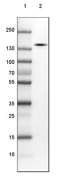 Lane 1: Marker [kDa] 250, 130, 100, 70, 55, 35, 25, 15, 10<br/>Lane 2: Human cell line SK-MEL-30
