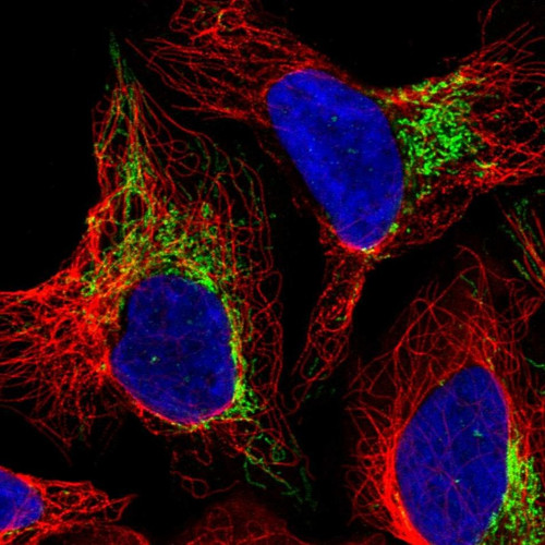 Immunofluorescent staining of human cell line U-2 OS shows localization to mitochondria.