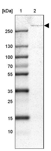 Lane 1: Marker [kDa] 250, 130, 100, 70, 55, 35, 25, 15, 10<br/>Lane 2: Human cell line HEL