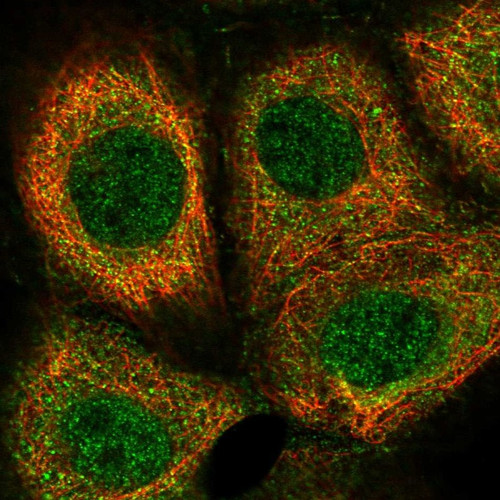 Immunofluorescent staining of human cell line A-431 shows localization to nucleus & cytosol.