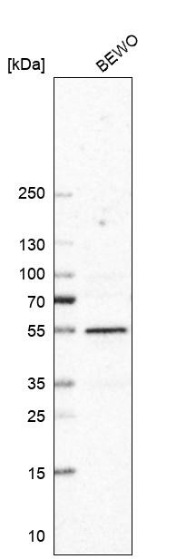 Western blot analysis in human cell line BEWO.