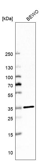 Western blot analysis in human cell line BEWO.