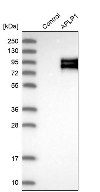 Western blot analysis in control (vector only transfected HEK293T lysate) and APLP1 over-expression lysate (Co-expressed with a C-terminal myc-DDK tag (~3.1 kDa) in mammalian HEK293T cells, LY401581).