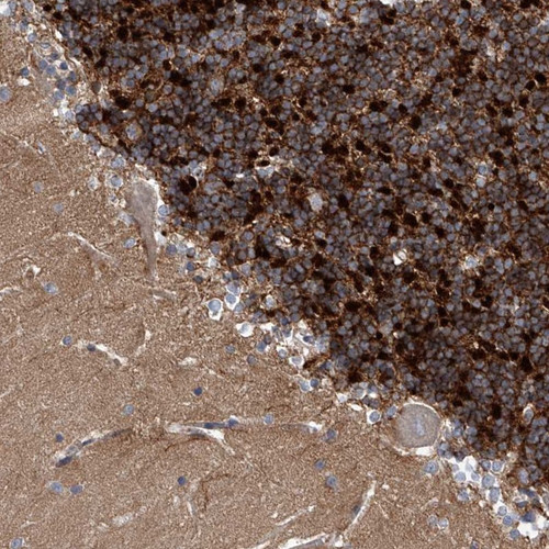 Immunohistochemical staining of human cerebellum shows strong cytoplasmic positivity in cells of granular layer.