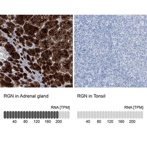Immunohistochemistry analysis in human adrenal gland and tonsil tissues using HPA029102 antibody. Corresponding RGN RNA-seq data are presented for the same tissues.