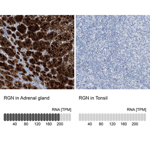Immunohistochemistry analysis in human adrenal gland and tonsil tissues using HPA029103 antibody. Corresponding RGN RNA-seq data are presented for the same tissues.