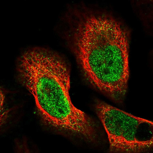 Immunofluorescent staining of human cell line U-2 OS shows localization to nucleoplasm.