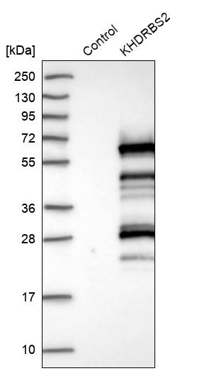 Western blot analysis in control (vector only transfected HEK293T lysate) and KHDRBS2 over-expression lysate (Co-expressed with a C-terminal myc-DDK tag (~3.1 kDa) in mammalian HEK293T cells, LY407364).