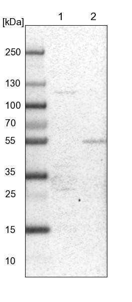 Lane 1: NIH-3T3 cell lysate (Mouse embryonic fibroblast cells)<br/>Lane 2: NBT-II cell lysate (Rat Wistar bladder tumour cells)