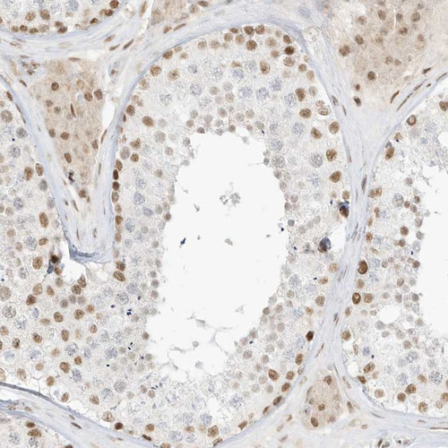 Immunohistochemical staining of human testis shows nuclear positivity in cells in seminiferous ducts.