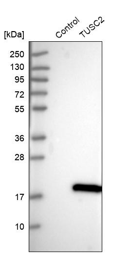 Western blot analysis in control (vector only transfected HEK293T lysate) and TUSC2 over-expression lysate (Co-expressed with a C-terminal myc-DDK tag (~3.1 kDa) in mammalian HEK293T cells, LY416060).