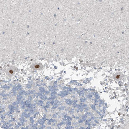 Immunohistochemical staining of human cerebellum shows strong nuclear positivity in Purkinje cells.