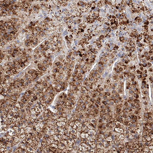 Immunohistochemical staining of human adrenal gland shows moderate to strong granular cytoplasmic positivity in glandular cells.