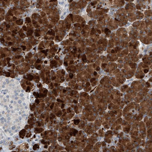 Immunohistochemical staining of human pancreas shows strong cytoplasmic positivity in exocrine glandular cells.