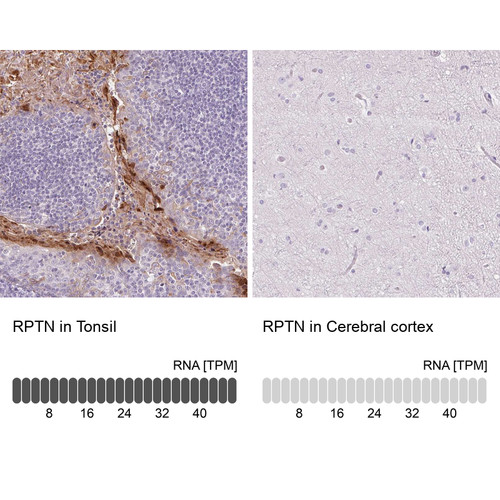 Immunohistochemistry analysis in human tonsil and cerebral cortex tissues using Anti-RPTN antibody. Corresponding RPTN RNA-seq data are presented for the same tissues.