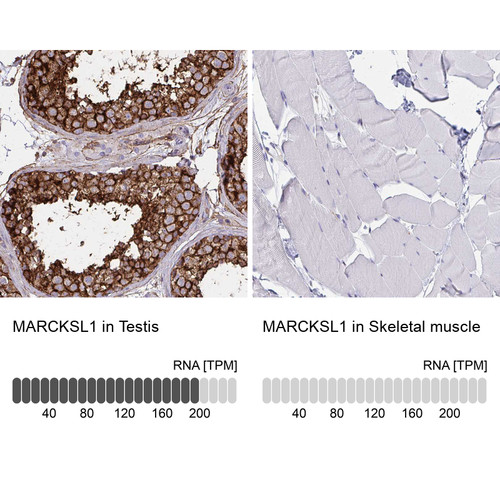 Immunohistochemistry analysis in human testis and skeletal muscle tissues using HPA030528 antibody. Corresponding MARCKSL1 RNA-seq data are presented for the same tissues.