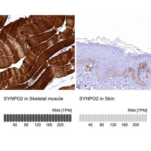 Immunohistochemistry analysis in human skeletal muscle and skin tissues using HPA030665 antibody. Corresponding SYNPO2 RNA-seq data are presented for the same tissues.