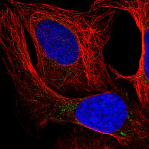 Immunofluorescent staining of human cell line U-2 OS shows localization to mitochondria.