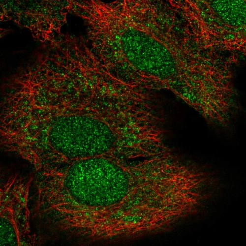 Immunofluorescent staining of human cell line A549 shows localization to nucleus & cytosol.