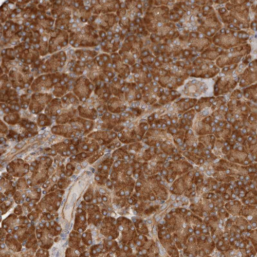 Immunohistochemical staining of human pancreas shows strong cytoplasmic positivity in exocrine glandular cells.