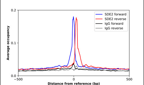 ChIP-Exo-Seq composite graph for Anti-SDE2 (HPA031256, Lot R30370) tested in K562 cells. Strand-specific reads (blue: forward, red: reverse) and IgG controls (black: forward, grey: reverse) are plotted against the distance from a composite set of reference binding sites. The antibody exhibits robust target enrichment compared to a non-specific IgG control and precisely reveals its structural organization around the binding site. Data generated by Prof. B. F. Pugh's Lab at Cornell University.